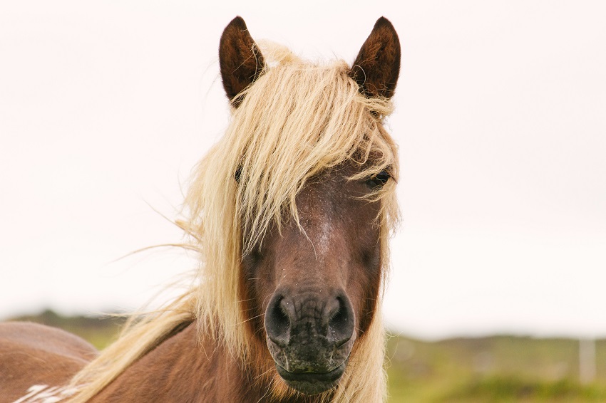 De gezichtsuitdrukkingen van een paard
